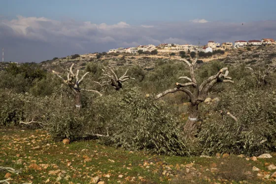 cut olive trees.jpg